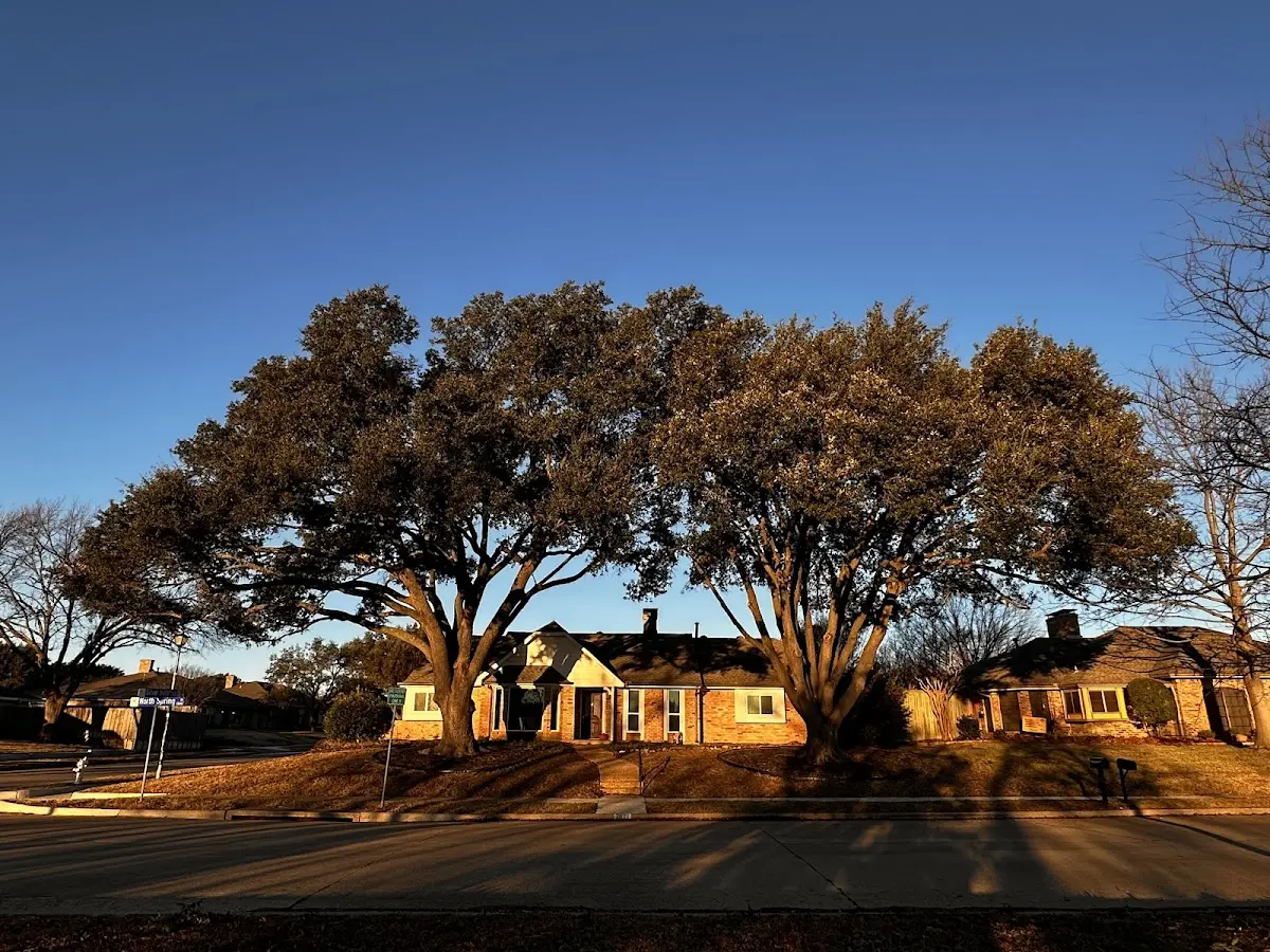 Established residential canopy tree shading a home in Lidderdale