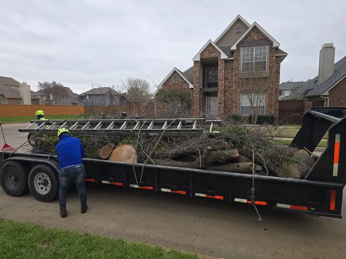 Expert Tree Removal with proper safety equipment in Lidderdale